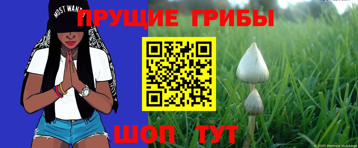 Псилоцибиновые грибы GOLDEN TEACHER Балашов